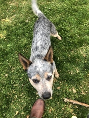 Father of the Australian Cattle Dog puppies born on 02/19/2019