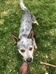 Small Photo #1 Australian Cattle Dog Puppy For Sale in BOZEMAN, MT, USA