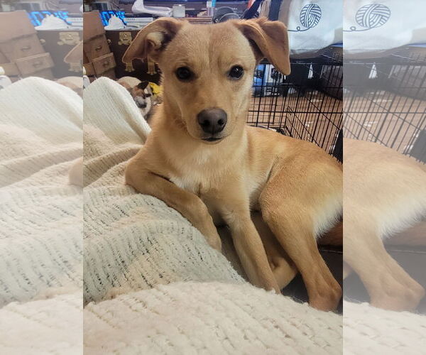 Medium Photo #2 Chihuahua-Unknown Mix Puppy For Sale in Sandy, UT, USA