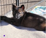 Small Photo #4 German Shepherd Dog Puppy For Sale in RICE LAKE, WI, USA
