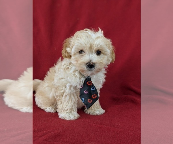 Medium Photo #3 Maltipoo Puppy For Sale in PARADISE, PA, USA