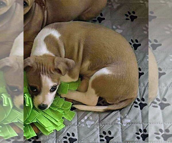 Medium Photo #4 American Pit Bull Terrier-Unknown Mix Puppy For Sale in Oakhurst, NJ, USA