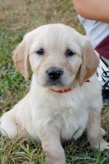 Medium Golden Retriever