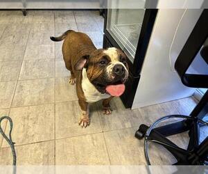 Bulldog-Unknown Mix Dogs for adoption in Grand Prairie, TX, USA