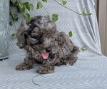 Small Photo #44 Poodle (Toy) Puppy For Sale in GOSHEN, IN, USA
