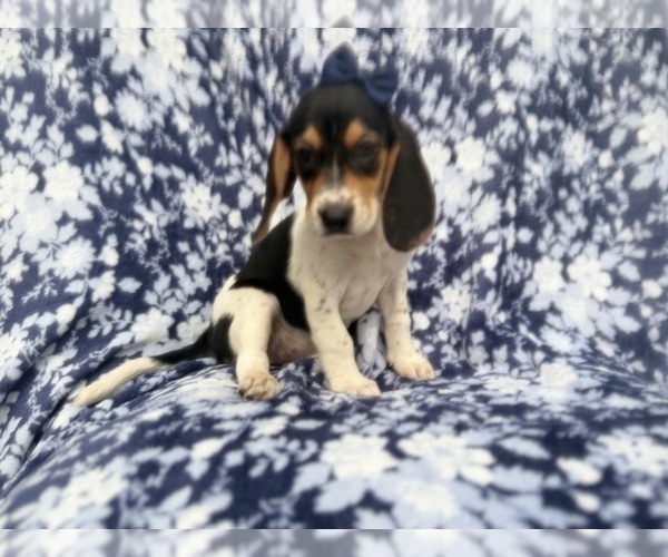 Medium Photo #6 Beagle Puppy For Sale in LAKELAND, FL, USA