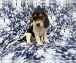 Small #5 Beagle