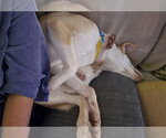 Small #3 Siberian Husky Mix