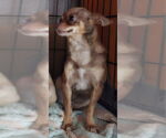 Small #1 Chihuahua