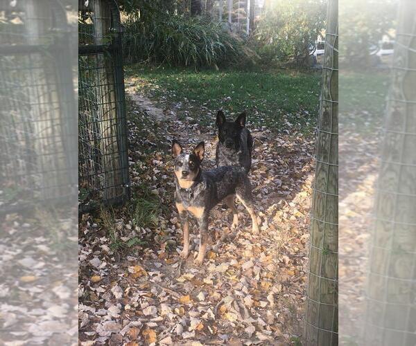 Medium Photo #1 Australian Cattle Dog Puppy For Sale in MAURERTOWN, VA, USA