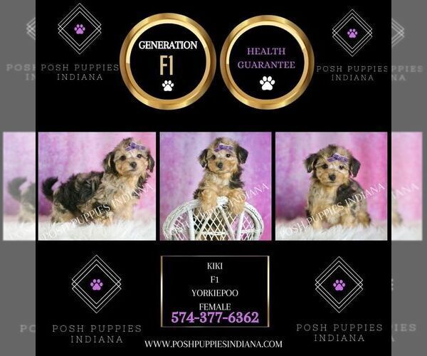 Medium Photo #9 Yorkipoo Puppy For Sale in WARSAW, IN, USA