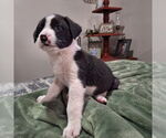 Small #5 Border Collie Mix