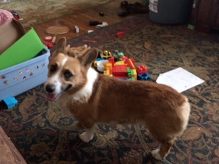 Father of the Pembroke Welsh Corgi puppies born on 04/12/2018