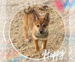 Small Photo #1 Shiba Inu Puppy For Sale in SAN DIEGO, CA, USA