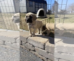 Mastiff Puppy for sale in SILOAM SPRINGS, AR, USA