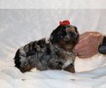 Small #4 ShihPoo