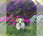 Small Photo #13 English Bulldog Puppy For Sale in NAPPANEE, IN, USA