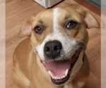 Small Mountain Cur Mix