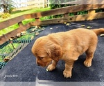 Small #2 Golden Retriever