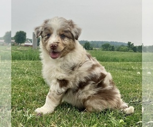 Australian Shepherd Puppy for sale in HILLSBORO, WI, USA