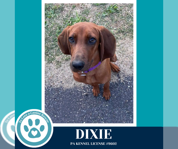 Medium Photo #11 Redbone Coonhound Puppy For Sale in Kimberton, PA, USA