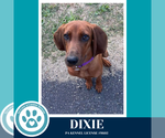 Small #10 Redbone Coonhound