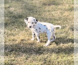 Dalmatian Puppy for sale in ADDISON, IL, USA