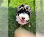 Small Photo #1 Bernedoodle (Miniature) Puppy For Sale in SOUTH ORANGE, NJ, USA