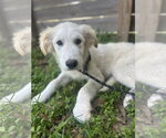 Small #17 Great Pyrenees