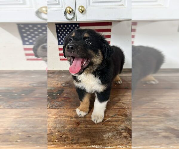 Medium Photo #12 Miniature Australian Shepherd Puppy For Sale in WINTER GARDEN, FL, USA