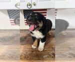 Small #3 Miniature Australian Shepherd