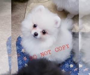 Pomeranian Puppy for sale in DOWNERS GROVE, IL, USA