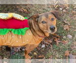 Small #6 Basset Hound-Labrador Retriever Mix