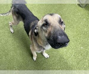 German Shepherd Dog-Unknown Mix Dogs for adoption in Waco, TX, USA