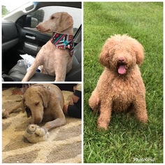 Father of the Labradoodle puppies born on 08/06/2018