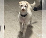 Small #2 Mutt