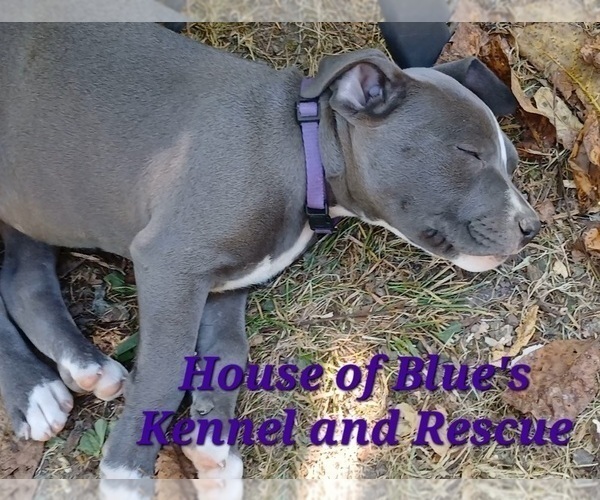 Medium Photo #4 American Pit Bull Terrier Puppy For Sale in DELAWARE, OH, USA
