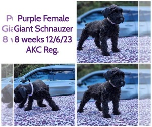 Schnauzer (Giant) Puppy for sale in VIDALIA, GA, USA