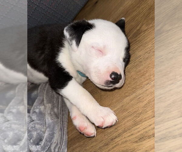 Medium Photo #3 Australian Shepherd-Unknown Mix Puppy For Sale in OKLAHOMA CITY, OK, USA