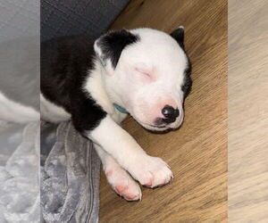 Asher - Male Australian Shepherd-Unknown Mix Dog for Adoption - Photo #3
