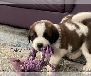 Saint Bernard Puppy for sale in SAVANNAH, MO, USA