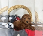 Image preview for Ad Listing. Nickname: Gabe