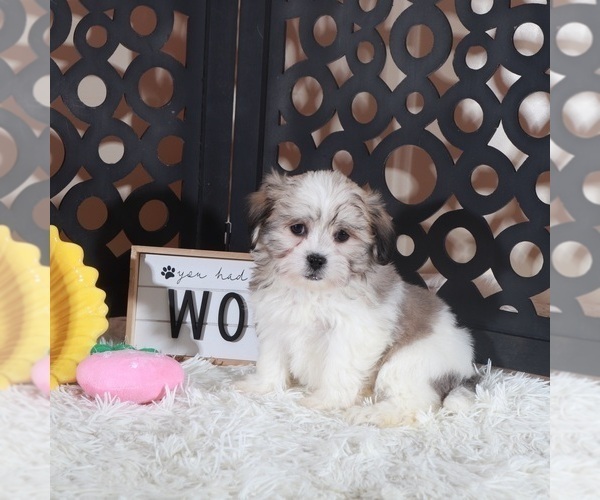 Medium Photo #4 Zuchon Puppy For Sale in MOUNT VERNON, OH, USA