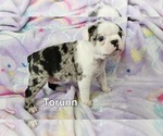 Small Photo #16 Boston Terrier Puppy For Sale in GENOA, NE, USA
