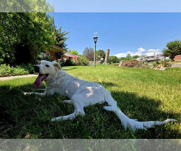Medium Photo #17 Huskies -Unknown Mix Puppy For Sale in Sandy, UT, USA