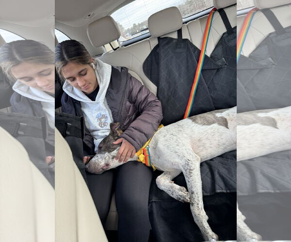 Medium Photo #5 Mutt Puppy For Sale in Woodbury, NY, USA