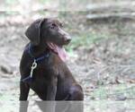 Small Photo #9 Labrador Retriever Puppy For Sale in PIEDMONT, SC, USA