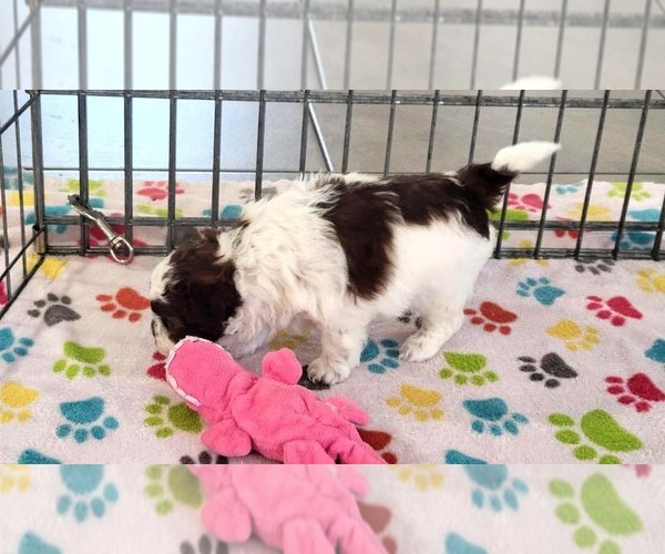 Medium Photo #2 ShihPoo Puppy For Sale in ORO VALLEY, AZ, USA