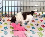 Small #1 ShihPoo
