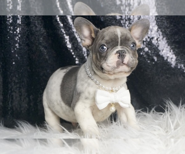 Medium Photo #4 French Bulldog Puppy For Sale in WARSAW, IN, USA